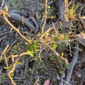 Crataegus monogyna (Hawthorn) at Watson, ACT - 12 Dec 2025 by waltraud