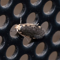 Hoplostega ochroma (a Eulechria Group moth) at Turner, ACT - 10 Dec 2025 by ConBoekel