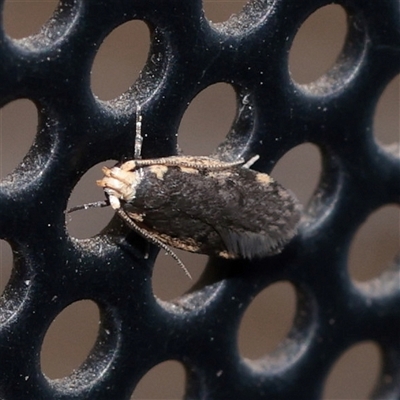 Hoplostega ochroma (a Eulechria Group moth) at Turner, ACT - 10 Dec 2025 by ConBoekel