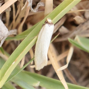 Oecophoridae (family) at O'Connor, ACT - 12 Dec 2025 by ConBoekel