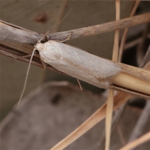Unverified Moth (Lepidoptera) at O'Connor, ACT - 12 Dec 2025 by ConBoekel