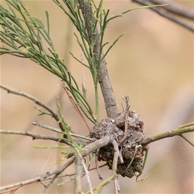 Exocarpos cupressiformis (Cherry Ballart) at O'Connor, ACT - 12 Dec 2025 by ConBoekel