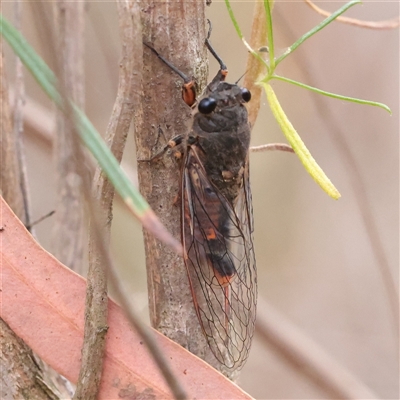 Yoyetta robertsonae (Clicking Ambertail) at O'Connor, ACT - 12 Dec 2025 by ConBoekel