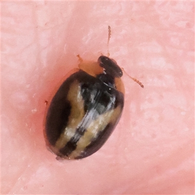 Unverified Leaf beetle (Chrysomelidae) at O'Connor, ACT - 12 Dec 2025 by ConBoekel