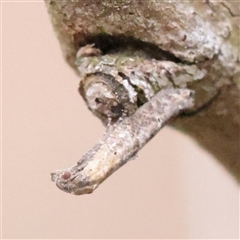 Epermenia exilis (Shark Moth (family Epermeniidae)) at O'Connor, ACT - 12 Dec 2025 by ConBoekel