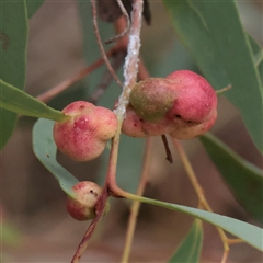 Unverified Unidentified Insect Gall at O'Connor, ACT - 12 Dec 2025 by ConBoekel