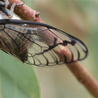 Psaltoda moerens (Redeye cicada) at O'Connor, ACT - 12 Dec 2025 by ConBoekel