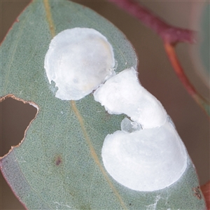 Unverified Psyllid, lerp, aphid or whitefly (Hemiptera, several families) at O'Connor, ACT - 12 Dec 2025 by ConBoekel