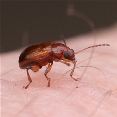 Galerucinae (subfamily) (A skeletonising leaf or flea beetle) at O'Connor, ACT - 12 Dec 2025 by ConBoekel