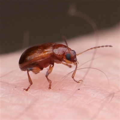 Galerucinae (subfamily) (A skeletonising leaf or flea beetle) at O'Connor, ACT - 12 Dec 2025 by ConBoekel