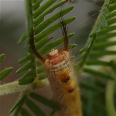 Nataxa flavescens (Nataxa Moth) at O'Connor, ACT - 12 Dec 2025 by ConBoekel