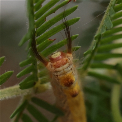 Nataxa flavescens (Nataxa Moth) at O'Connor, ACT - 12 Dec 2025 by ConBoekel