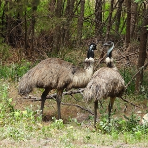 Dromaius novaehollandiae at Uriarra Village, ACT - 12 Dec 2025 by LineMarie