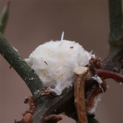 Unverified Psyllid, lerp, aphid or whitefly (Hemiptera, several families) at O'Connor, ACT - 12 Dec 2025 by ConBoekel