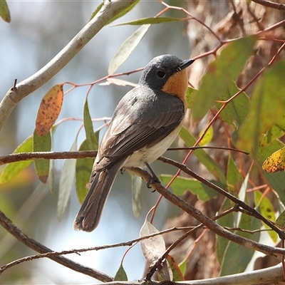 Myiagra rubecula at Strathnairn, ACT - 12 Dec 2025 by LineMarie