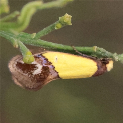 Edosa xystidophora (Tineid moth) at O'Connor, ACT - 12 Dec 2025 by ConBoekel
