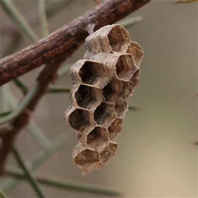 Polistes sp. (genus) (Unidentified paper wasp) at O'Connor, ACT - 12 Dec 2025 by ConBoekel