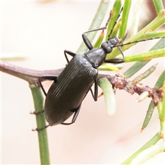 Homotrysis lugubris (Darkling beetle) at O'Connor, ACT - 12 Dec 2025 by ConBoekel