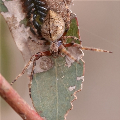 Unverified Spider at O'Connor, ACT - 12 Dec 2025 by ConBoekel