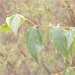 Celtis australis (Nettle Tree) at O'Connor, ACT - 12 Dec 2025 by ConBoekel
