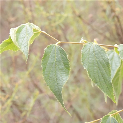 Celtis australis (Nettle Tree) at O'Connor, ACT - 12 Dec 2025 by ConBoekel