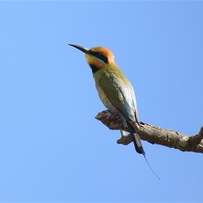 Merops ornatus at Strathnairn, ACT - 12 Dec 2025 by LineMarie