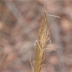 Austrostipa densiflora (Foxtail Speargrass) at O'Connor, ACT - 12 Dec 2025 by ConBoekel