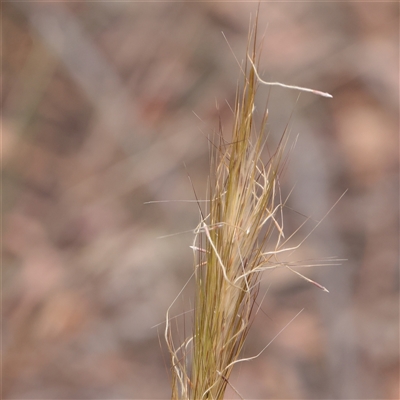 Austrostipa densiflora (Foxtail Speargrass) at O'Connor, ACT - 12 Dec 2025 by ConBoekel