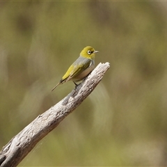 Zosterops lateralis at Strathnairn, ACT - 12 Dec 2025 by LineMarie