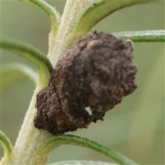 Cryptocephalinae (sub-family) (A case-bearing leaf beetle) at O'Connor, ACT - 12 Dec 2025 by ConBoekel