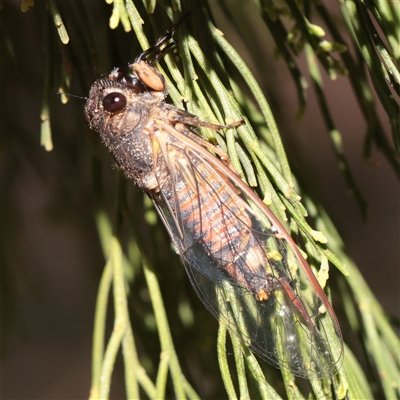 Yoyetta robertsonae (Clicking Ambertail) at O'Connor, ACT - 12 Dec 2025 by ConBoekel