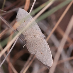 Casbia pallens at O'Connor, ACT - 12 Dec 2025 by ConBoekel