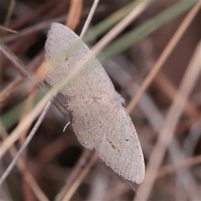 Casbia pallens at O'Connor, ACT - 12 Dec 2025 by ConBoekel