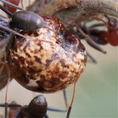 Unverified Unidentified Insect Gall at O'Connor, ACT - 12 Dec 2025 by ConBoekel