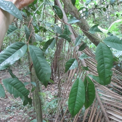 Syzygium xerampelinum at Finlayvale, QLD - 21 Sep 2016 by JasonPStewart