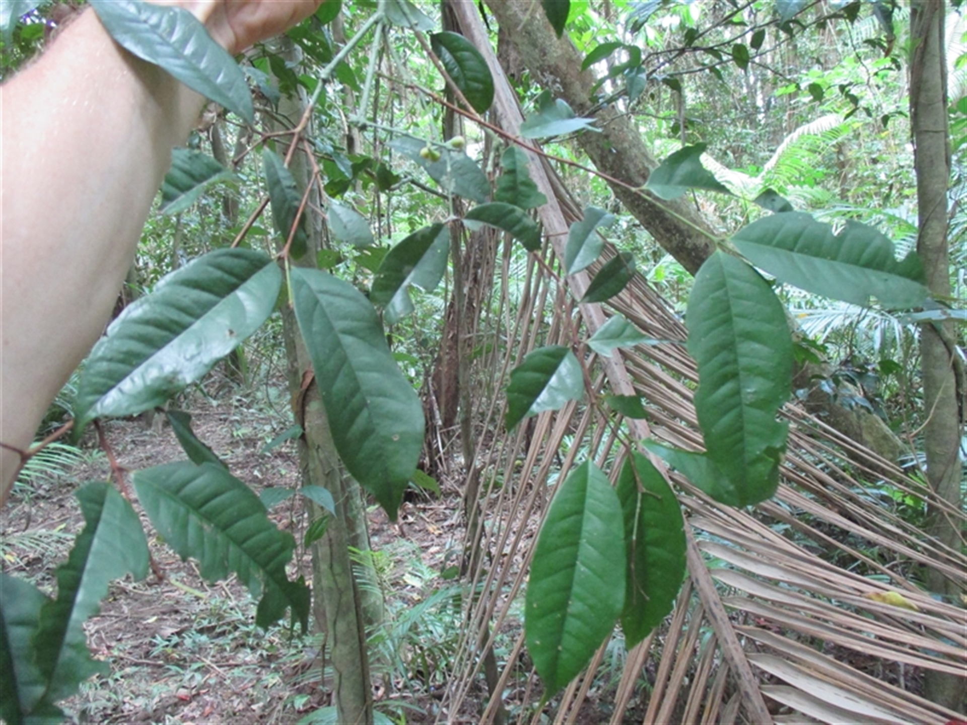 Syzygium xerampelinum at Finlayvale, QLD - 21 Sep 2016 12:47 PM