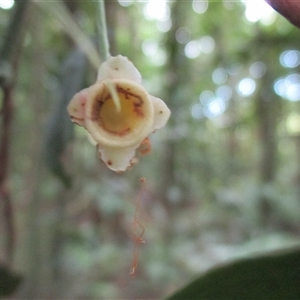 Syzygium xerampelinum at Finlayvale, QLD - 29 Sep 2016 by JasonPStewart