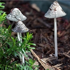 Parasola sp. (genus) by Margo