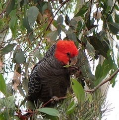 Callocephalon fimbriatum (identifiable birds) (Gang-gang Cockatoo (named birds)) at Cook, ACT - 28 Nov 2025 by CathB