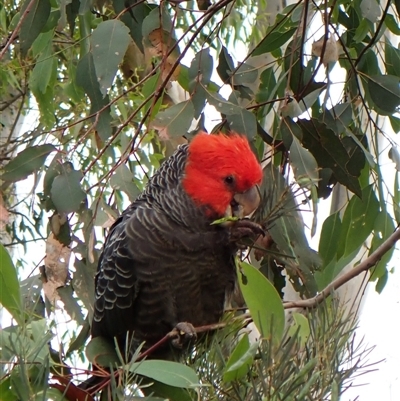 Callocephalon fimbriatum (identifiable birds) (Gang-gang Cockatoo (named birds)) at Cook, ACT - 28 Nov 2025 by CathB