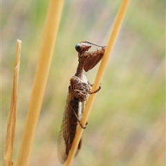 Campion sp. (genus) (Mantis Fly) at Cook, ACT - 10 Dec 2025 by CathB