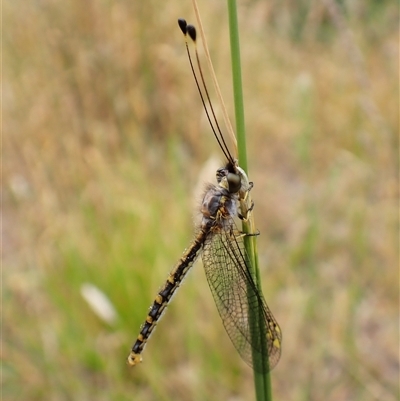 Suhpalacsa flavipes (Yellow Owlfly) at Cook, ACT - 10 Dec 2025 by CathB