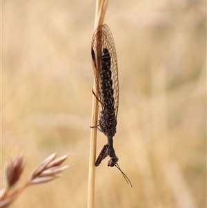 Theristria delicatula at Cook, ACT - 10 Dec 2025 by CathB