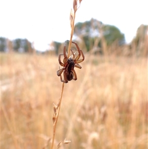 Unverified Wolf spider (Lycosidae) at Cook, ACT - 10 Dec 2025 by CathB