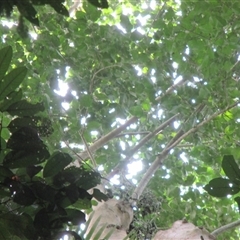 Ficus albipila (slippery blue-green fig) at Finlayvale, QLD - 21 Sep 2016 by JasonPStewart
