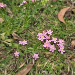 Centaurium erythraea (Common Centaury) at O'Malley, ACT - 14 Dec 2025 by Mike