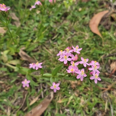 Centaurium erythraea (Common Centaury) at O'Malley, ACT - 14 Dec 2025 by Mike