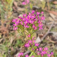Centaurium sp. (Centaury) at O'Malley, ACT - 14 Dec 2025 by Mike