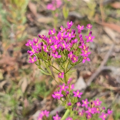 Centaurium sp. (Centaury) at O'Malley, ACT - 14 Dec 2025 by Mike