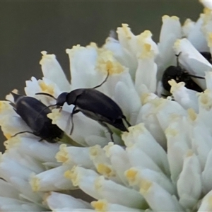 Mordellidae (family) (Unidentified pintail or tumbling flower beetle) at O'Malley, ACT - Today by Mike